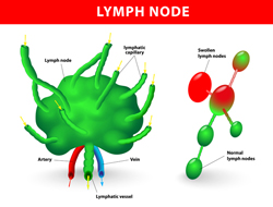 lymph node