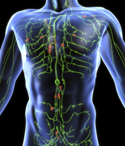lymphatic system