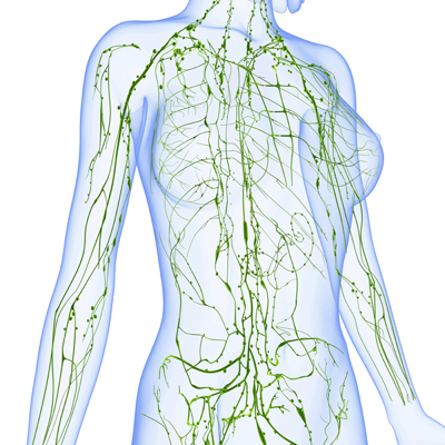 lymphatic system